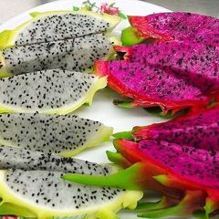 seeds. tropical and subtropical plant seeds
