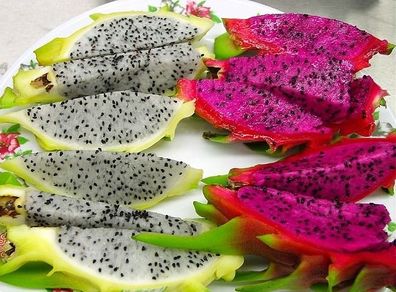 seeds. tropical and subtropical plant seeds