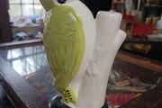 Bulmers wood pecker