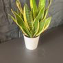 Mother tongue indoor house plant Image 2