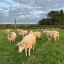Top quality hogget ewes Image 10