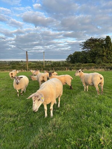 Top quality hogget ewes