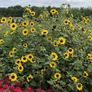 (S) Sunflower Stella seeds 0.5g (600908) Image 4