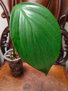 Rhaphidophora Decursiva Dragon tails