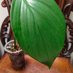 Rhaphidophora Decursiva Dragon tails