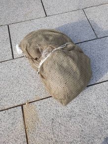 bait fish throw net
