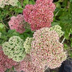 FREE Sedum 'Autumn Joy' - full stems, not tiny cuttings