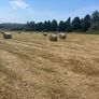 Round bales of Hay Image 4