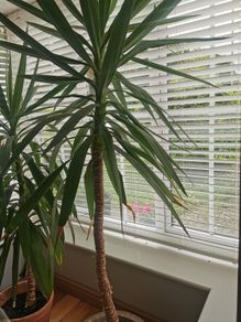 yucca