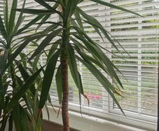 yucca