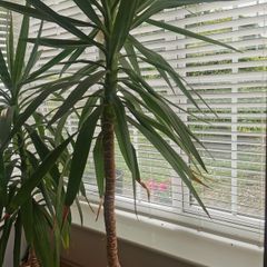 yucca