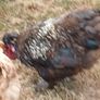 rooster Image 3