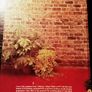 1986. Gerry Daley's Gardening Book. Image 4