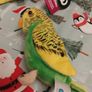 Bird Teddy's x 3, 2 budgies and a kingfisher Image 2