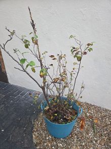 Free Pear Tree