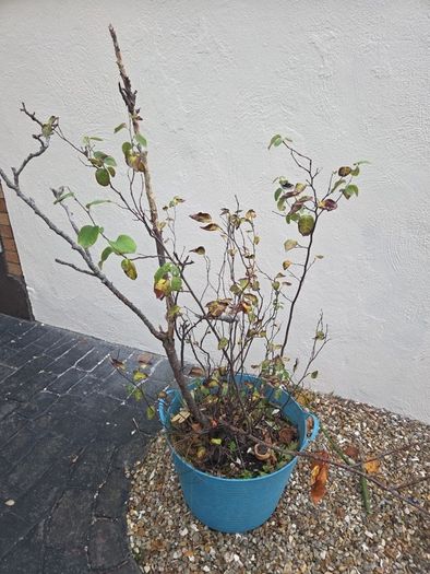 Free Pear Tree