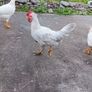 Roosters Image 3