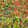 Red Robin Reliable Hedging Image 10