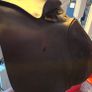 saddle Image 2