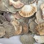 Flat sea shells Image 9