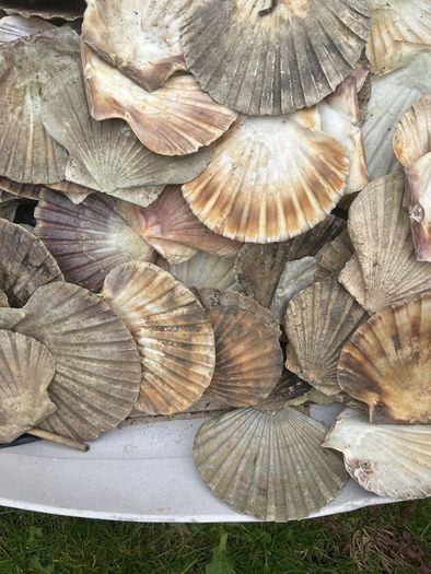 Flat sea shells