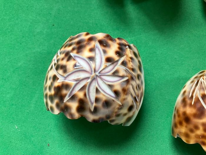 Shell Napkin Rings