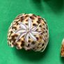 Shell Napkin Rings Image 2