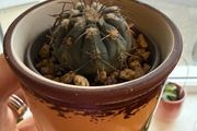 Gymnocalycium Spegazzinii cactus