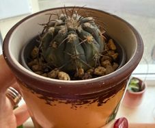 Gymnocalycium Spegazzinii cactus