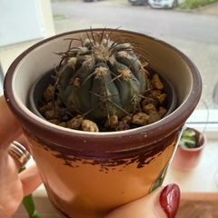 Gymnocalycium Spegazzinii cactus
