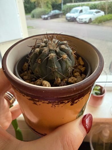 Gymnocalycium Spegazzinii cactus