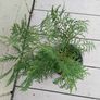 Conifer plant Image 3