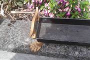 vintage tray