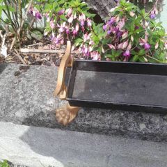 vintage tray