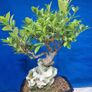 Ficus Bonsai Image 3