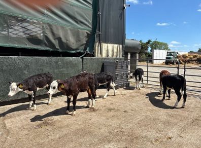 15 super Hereford reared heifers