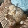 cat Image 3
