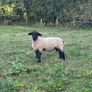 Suffolk Rams Image 4