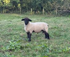 Suffolk Rams