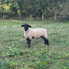 Suffolk Rams