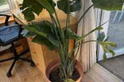 Bird of Paradeise Plant (Strelitzia Nicolai)