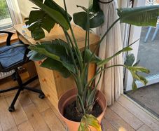Bird of Paradeise Plant (Strelitzia Nicolai)
