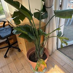 Bird of Paradeise Plant (Strelitzia Nicolai)