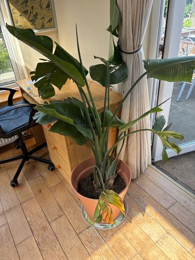 Bird of Paradeise Plant (Strelitzia Nicolai)