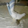 Spanish porcelain - pigeon Image 3