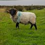 Rams Image 2