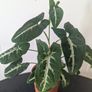 Syngonium Wendlandii Plant Image 2