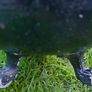 Antique Coal Scuttle - Garden Planter Image 7