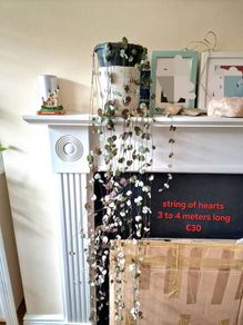 indoor plant string of hearts