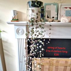 indoor plant string of hearts